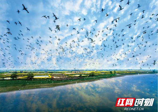 湖南绿色答卷亮眼 国家级湿地公园数量居全国第一丨生态潇湘满目青NG体育官网app下载(图1)